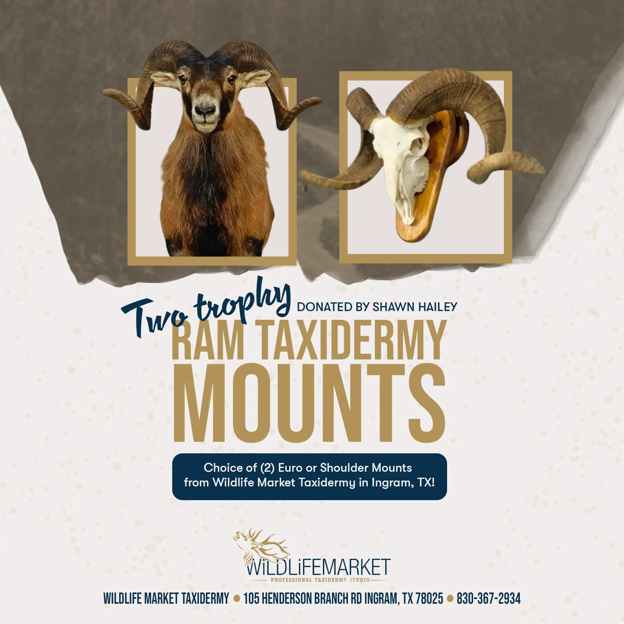 Wildlife Market Taxidermy post offering two donated trophy ram taxidermy mounts